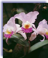 Orquídea